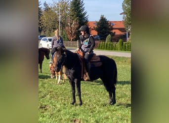 Arabe berbère Croisé, Jument, 9 Ans, 150 cm, Noir