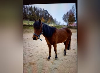 Árabe bereber, Caballo castrado, 10 años, 148 cm, Castaño oscuro