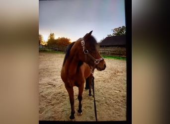 Árabe bereber, Caballo castrado, 11 años, 135 cm, Castaño oscuro