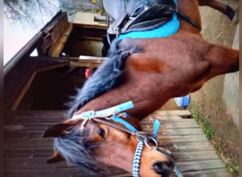 Árabe bereber, Caballo castrado, 11 años, 135 cm, Castaño oscuro