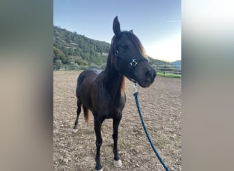 Árabe bereber, Caballo castrado, 11 años