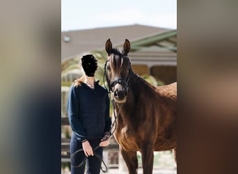 Árabe bereber, Caballo castrado, 12 años, Castaño oscuro