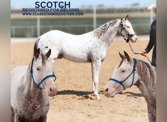 Árabe bereber, Caballo castrado, 1 año, 142 cm, Atigrado/Moteado