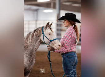 Árabe bereber, Caballo castrado, 1 año, 142 cm, Atigrado/Moteado