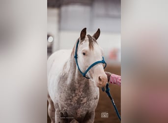 Árabe bereber, Caballo castrado, 1 año, 142 cm, Atigrado/Moteado