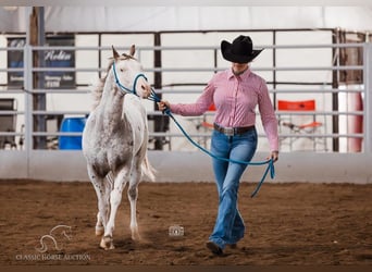 Árabe bereber, Caballo castrado, 1 año, 142 cm, Atigrado/Moteado