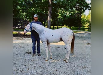 Árabe bereber, Caballo castrado, 2 años, 142 cm, Atigrado/Moteado