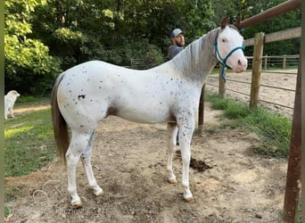 Árabe bereber, Caballo castrado, 2 años, 142 cm, Atigrado/Moteado