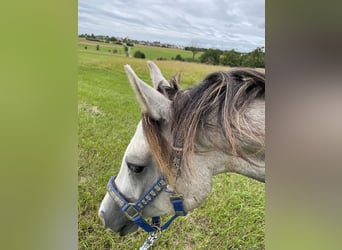 Árabe bereber, Caballo castrado, 3 años, 140 cm