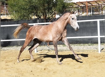 Árabe bereber, Caballo castrado, 3 años, 152 cm, Tordo