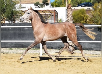 Árabe bereber, Caballo castrado, 3 años, 152 cm, Tordo