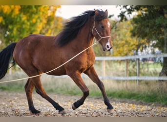 Árabe bereber, Caballo castrado, 5 años, 152 cm, Castaño