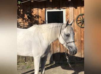Árabe bereber, Caballo castrado, 5 años, 155 cm, Tordo
