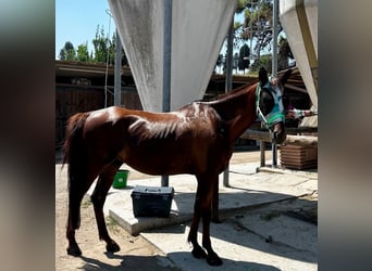 Árabe bereber, Caballo castrado, 5 años, 162 cm, Alazán-tostado