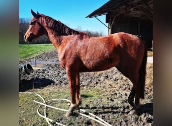 Árabe bereber, Caballo castrado, 9 años, 154 cm, Alazán