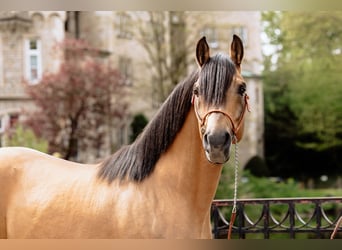 Árabe bereber, Semental, 11 años, 155 cm, Buckskin/Bayo