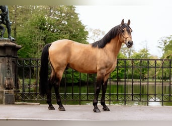 Árabe bereber, Semental, 11 años, 155 cm, Buckskin/Bayo