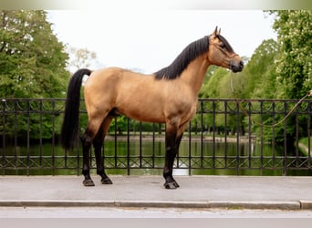 Árabe bereber, Semental, 11 años, 155 cm, Buckskin/Bayo