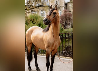 Árabe bereber, Semental, 11 años, 155 cm, Buckskin/Bayo