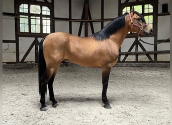 Árabe bereber, Semental, 11 años, 155 cm, Buckskin/Bayo