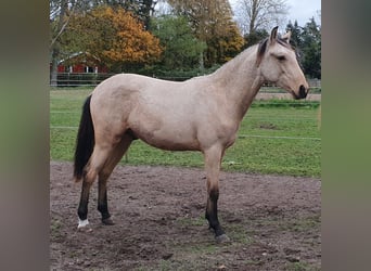 Árabe bereber, Semental, 1 año, Buckskin/Bayo