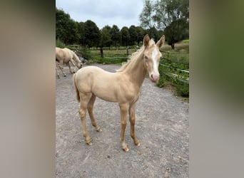 Árabe bereber, Semental, 1 año, Perlino