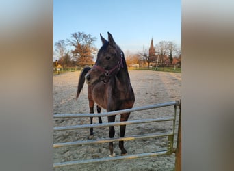 Árabe bereber, Semental, 2 años, 142 cm, Tordo rodado