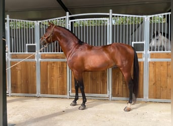 Árabe bereber, Semental, 8 años, 157 cm, Castaño