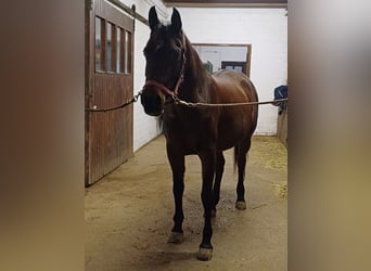 Árabe bereber, Yegua, 13 años, 149 cm, Castaño oscuro