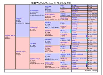 Árabe bereber, Yegua, 9 años, 153 cm, Tordo picazo