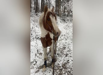 Árabe egipcio Mestizo, Caballo castrado, 12 años, 140 cm, Pío