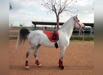 Árabe egipcio, Caballo castrado, 13 años, 157 cm, Tordo