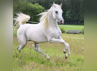 Árabe egipcio, Caballo castrado, 14 años, 150 cm, Tordo picazo