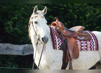 Árabe egipcio, Caballo castrado, 14 años, 154 cm, Tordo