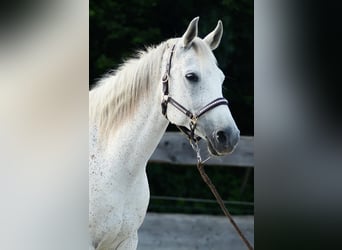 Árabe egipcio, Caballo castrado, 14 años, 154 cm, Tordo