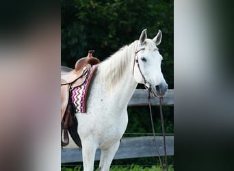 Árabe egipcio, Caballo castrado, 14 años, 154 cm, Tordo