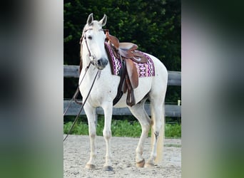 Árabe egipcio, Caballo castrado, 14 años, 154 cm, Tordo