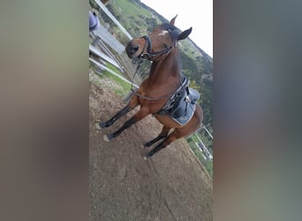 Árabe egipcio, Caballo castrado, 17 años, 154 cm, Castaño