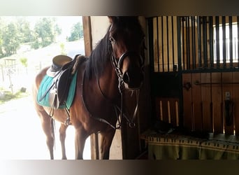 Árabe egipcio, Caballo castrado, 17 años, 154 cm, Castaño