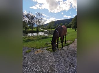 Árabe egipcio, Caballo castrado, 17 años, 154 cm, Castaño