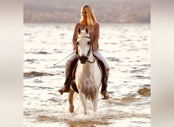 Árabe egipcio, Caballo castrado, 19 años, 152 cm, Tordo picazo