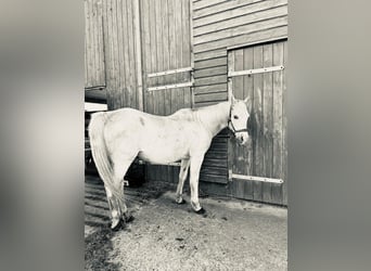 Árabe egipcio, Caballo castrado, 23 años, 150 cm, Tordo