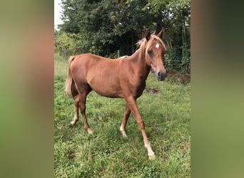 Árabe egipcio, Caballo castrado, 2 años, 153 cm, Alazán