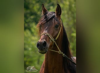 Árabe egipcio, Caballo castrado, 3 años, 153 cm, Castaño