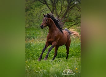 Árabe egipcio, Caballo castrado, 3 años, 153 cm, Castaño