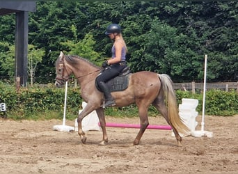 Árabe egipcio, Caballo castrado, 3 años, 155 cm, Tordo picazo