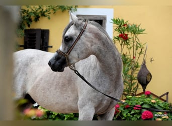 Árabe egipcio, Caballo castrado, 3 años, 155 cm, Tordo