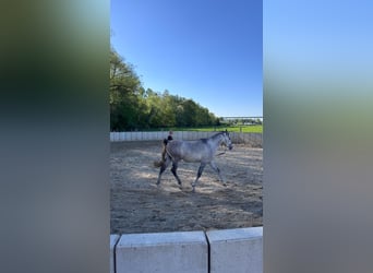Árabe egipcio, Caballo castrado, 4 años, 150 cm, Tordo