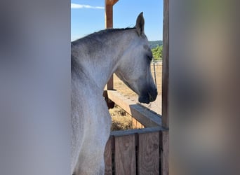 Árabe egipcio, Caballo castrado, 4 años, 150 cm, Tordo