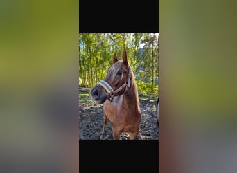Árabe egipcio, Caballo castrado, 4 años, Alazán